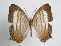 Cyrestis themire