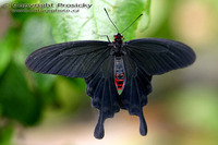 Atrophaneura aristolochiae - Common Rose