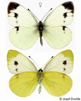 Pieris mannii - Southern Small White