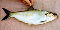 Alosa mediocris, Hickory shad: fisheries