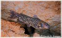 Ameiurus serracanthus, Spotted bullhead: