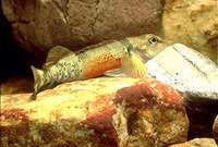 Etheostoma variatum, Variegate darter: