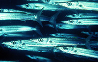Sphyraena forsteri, Bigeye barracuda: fisheries