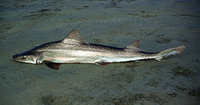 Mustelus mento, Speckled smooth-hound: fisheries