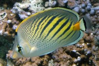 Chaetodon pelewensis, Sunset butterflyfish: aquarium