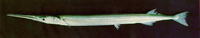 Strongylura scapularis, Shoulderspot needlefish: fisheries