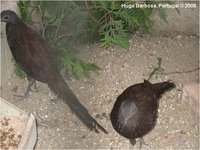 Bronze-tailed Peacock-Pheasant Polyplectron chalcurum