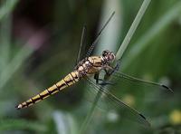 Orthetrum cancellatum - Black-tailed Skimmer