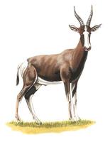 Image of: Damaliscus pygargus (blesbok)