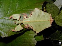 Phyllium giganteum
