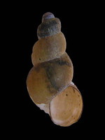 Parabaicalia elata