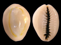 Monetaria annulus