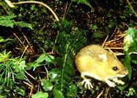 Image of: Napaeozapus insignis (woodland jumping mouse)