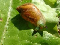 Urogonimus macrostomus