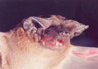 Image of: Tadarida aegyptiaca (Egyptian free-tailed bat)