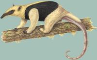 Image of: Tamandua mexicana (northern tamandua)