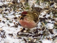 Carduelis flammea - Common Redpoll