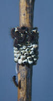 Image of: Hemileuca lucina