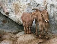 Ammotragus lervia - Barbary Sheep