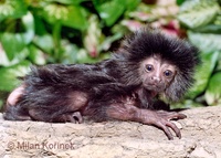 Callimico goeldii - Goeldi's Monkey