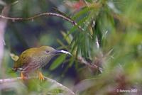 Image of: Arachnothera magna (streaked spiderhunter)