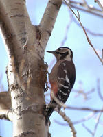 Image of: Dendrocopos major (great spotted woodpecker)