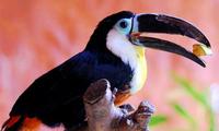 Image of: Ramphastos vitellinus (channel-billed toucan)