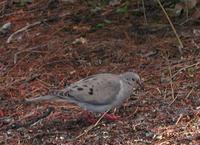 Image of: Zenaida macroura (mourning dove)