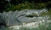 Image of: Crocodylus acutus (American crocodile)