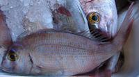 Pagrus pagrus - Common Sea Bream