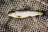 Oncorhynchus clarkii stomias - Greenback cutthroat trout