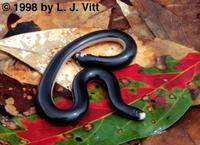 Image of: Typhlops reticulatus