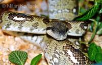 Sanzinia madagascariensis - Madagascar Tree Boa