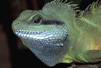Physignathus cocincinus - Chinese Water Dragon
