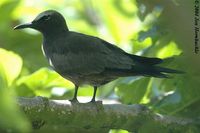 Brown Noddy - Anous stolidus