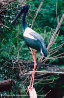 Black-necked Stork - Ephippiorhynchus asiaticus