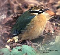 Indian Pitta - Pitta brachyura