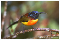 Green-tailed Sunbird - Aethopyga nipalensis