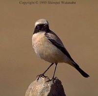 Desert Wheatear - Oenanthe deserti