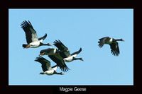 Magpie Goose