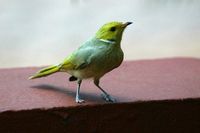 White plumed Honeyeater