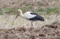 Maguari Stork - Ciconia maguari