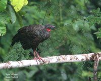 Spix's Guan - Penelope jacquacu