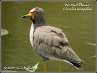 Wattled Lapwing - Vanellus senegallus