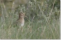 South American Snipe - Gallinago paraguaiae