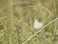 Willow Warbler (Phylloscopus trochilus) photo