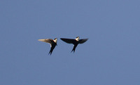 Lesser Swallow-tailed Swift (Panyptila cayennensis) photo