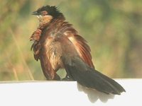 Senegal Coucal - Centropus senegalensis