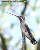 Plain-capped Starthroat - Heliomaster constantii