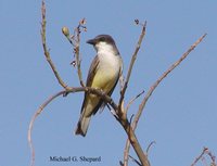 Thick-billed Kingbird - Tyrannus crassirostris